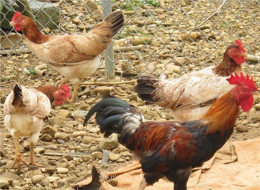 Trứng gà thả vườn (Organic)