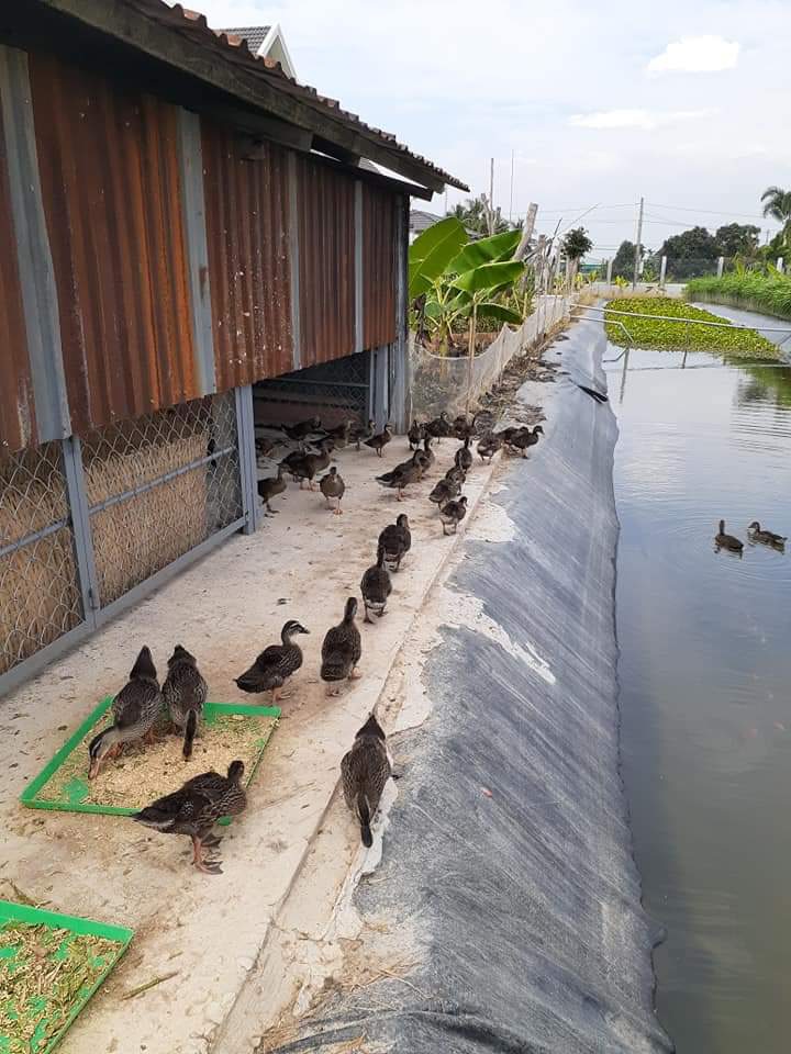 Vịt trời giống