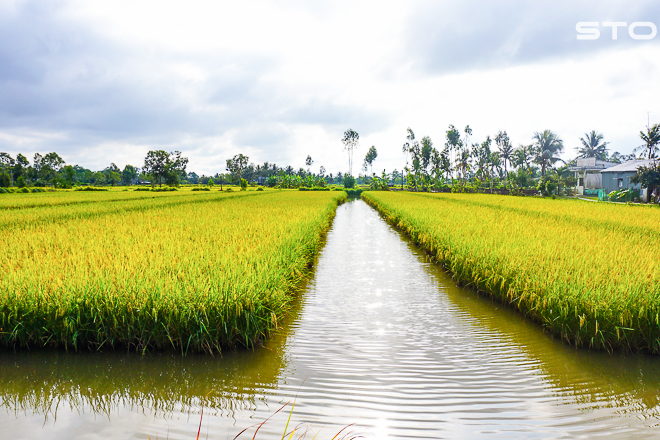 Gạo hữu cơ đặc sản Việt Nam