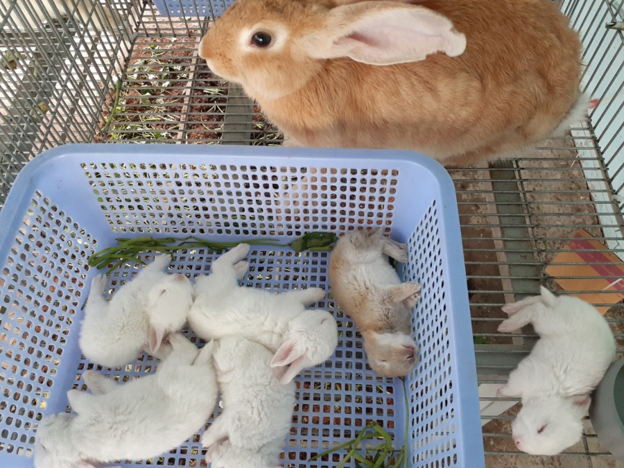 Kỹ thuật nuôi thỏ sinh sản