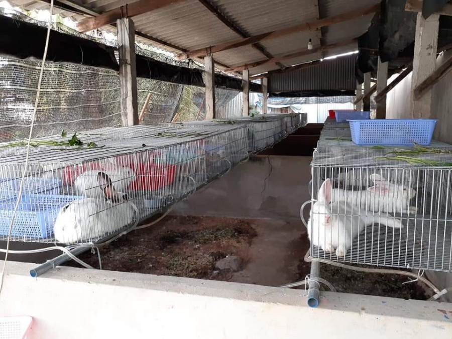 Kỹ thuật nuôi thỏ sinh sản