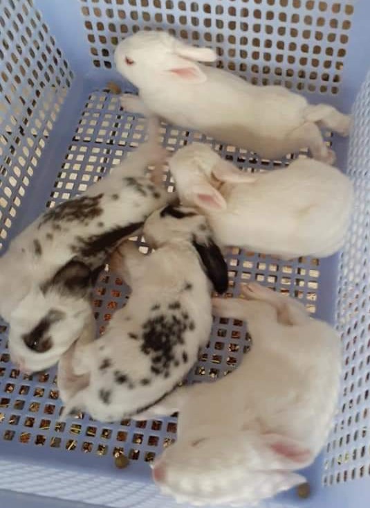 Kỹ thuật nuôi thỏ sinh sản