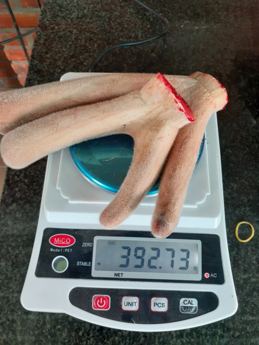 Công dụng chữa bệnh của nhung hươu tươi