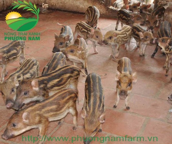 Heo rừng giống F1