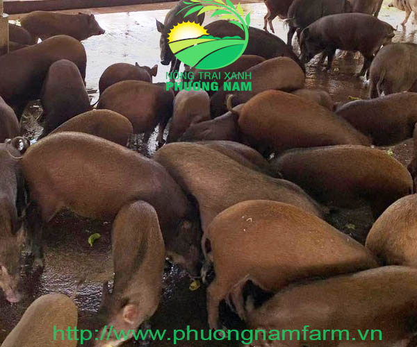 Heo rừng giống F1