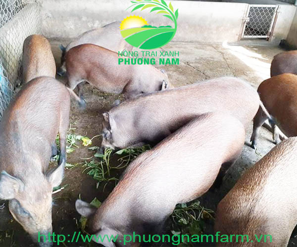 Heo rừng giống F1