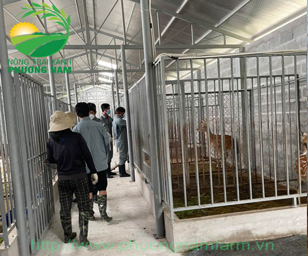 1. Hươu đực đang khai thác nhung