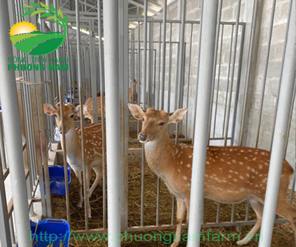 1. Hươu đực đang khai thác nhung