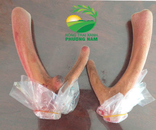 1. Hươu đực đang khai thác nhung