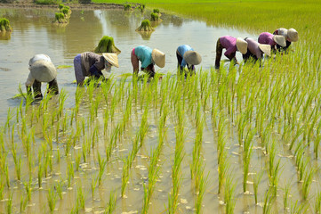 Gạo hữu cơ Phương Nam Farm