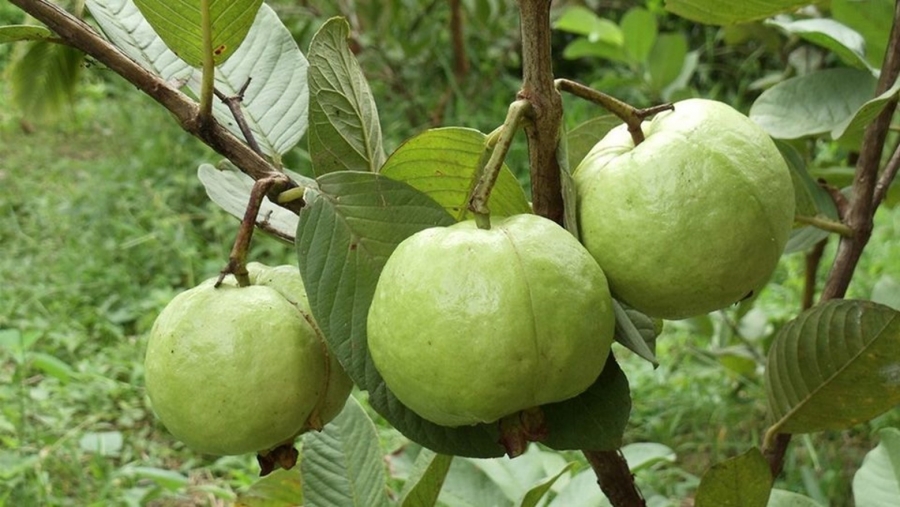 Giống ổi nữ hoàng