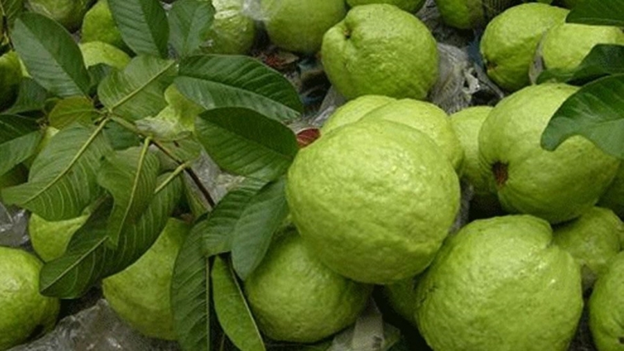 Giống ổi nữ hoàng