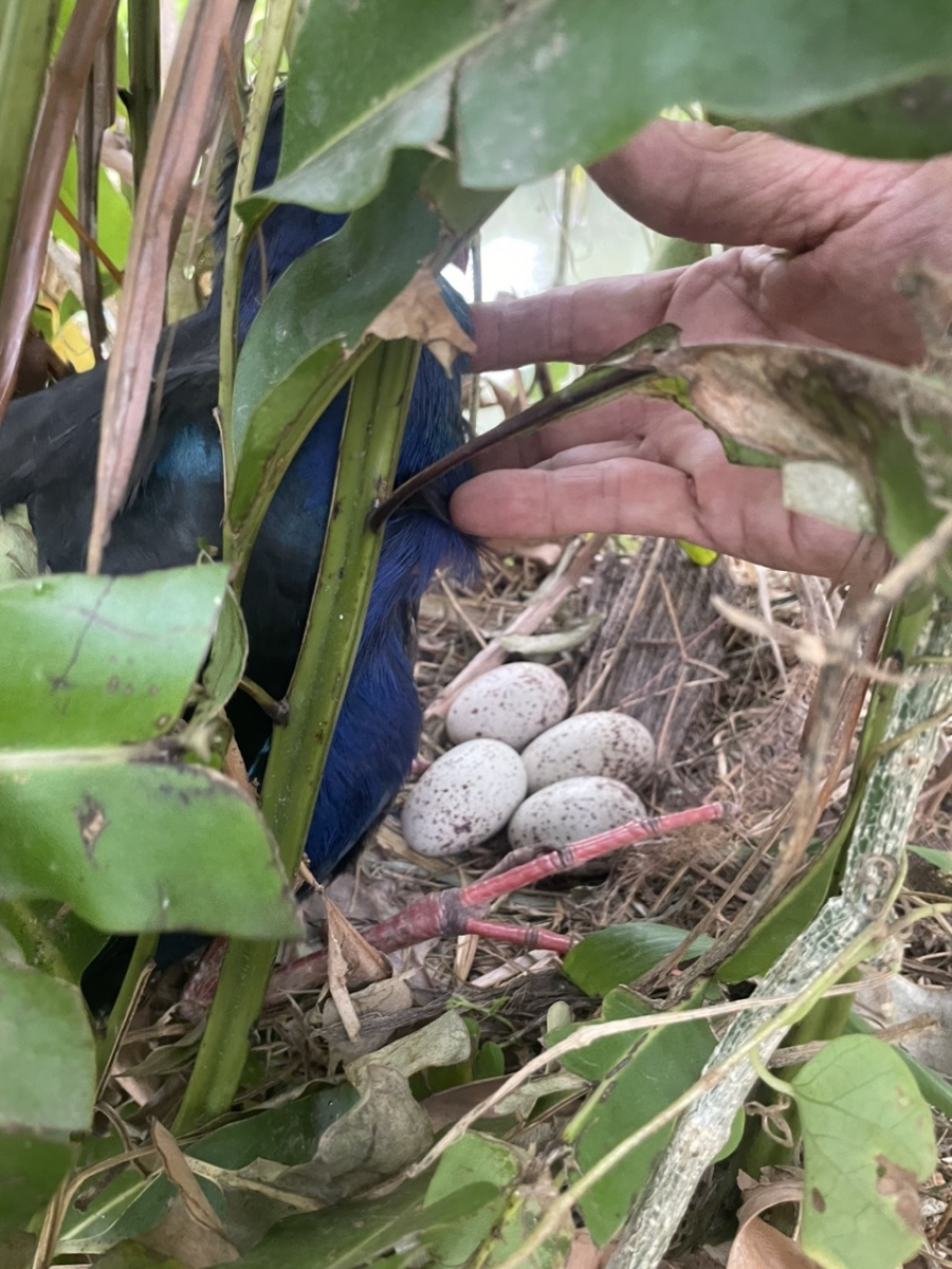 Kỹ thuật nuôi chim trích cồ sinh sản