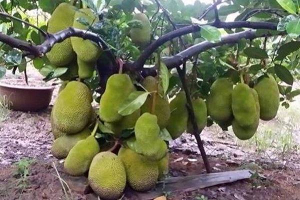 Giống cây mít thái siêu sớm