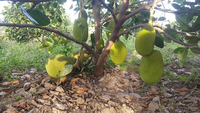 Giống cây mít thái siêu sớm
