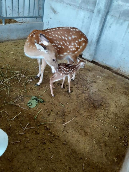 Kinh nghiệm chọn hươu sao giống