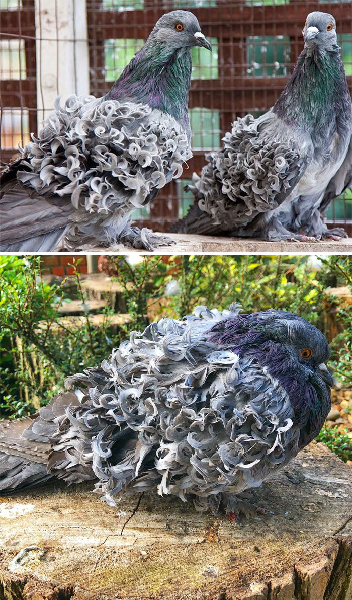 Bồ câu lông xoắn (Frillback)