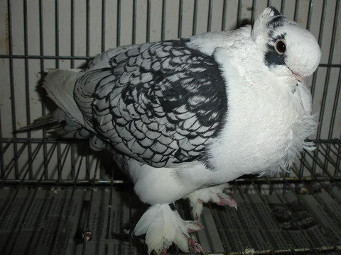 Bồ câu vảy cá (Vảy cánh, Satinette Pigeons)