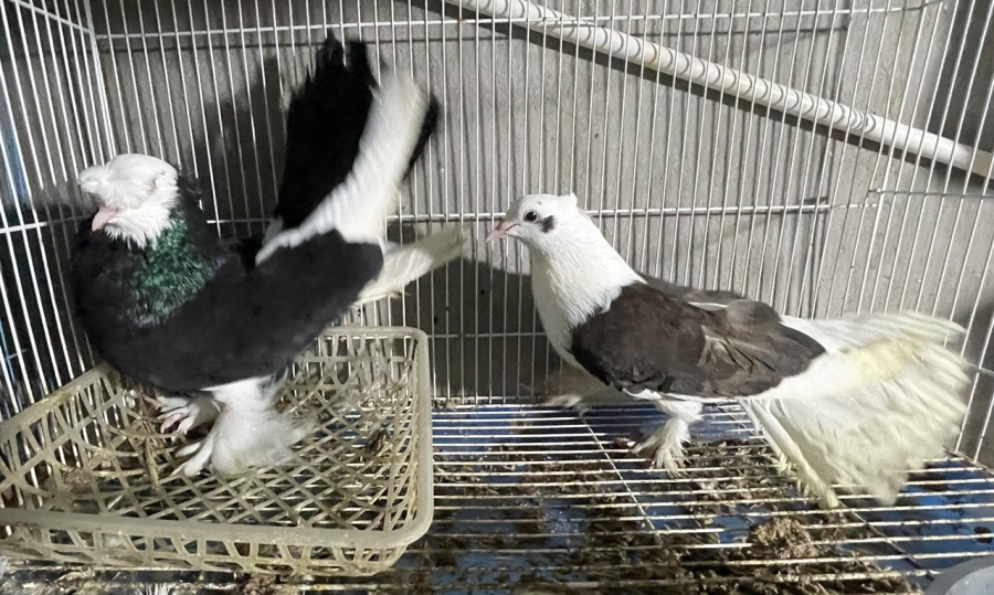 Thú chơi cảnh hái ra tiền, vừa thỏa mãn đam mê vừa làm nguồn thu kinh tế cho gia đình
