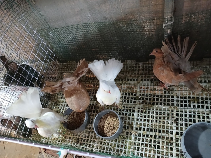 Bồ Câu Rẻ Quạt