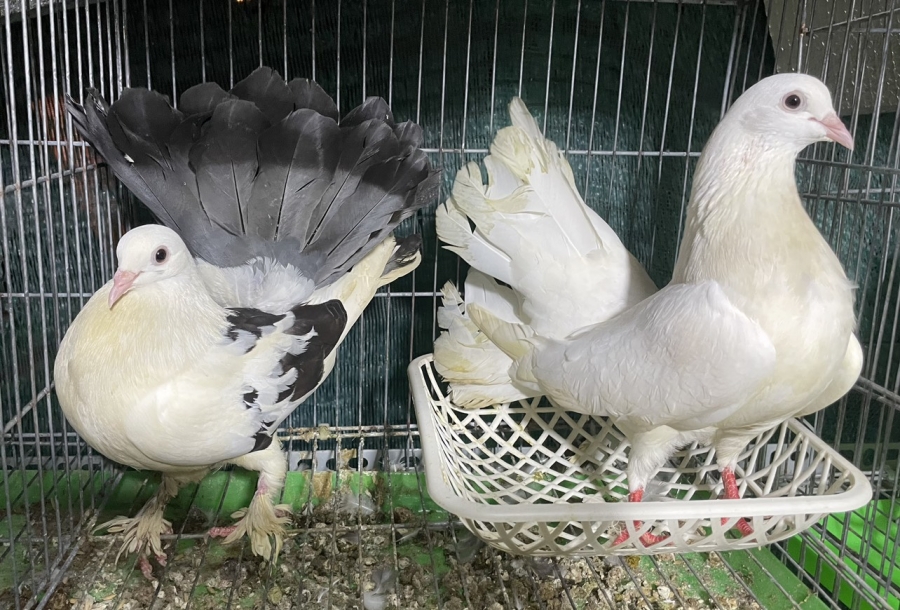 Thú chơi cảnh hái ra tiền, vừa thỏa mãn đam mê vừa làm nguồn thu kinh tế cho gia đình