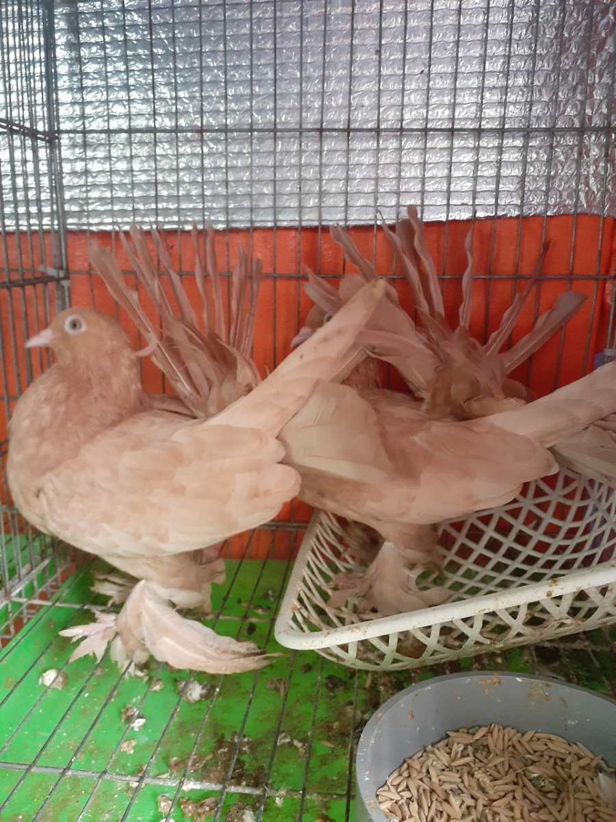Bồ Câu Rẻ Quạt