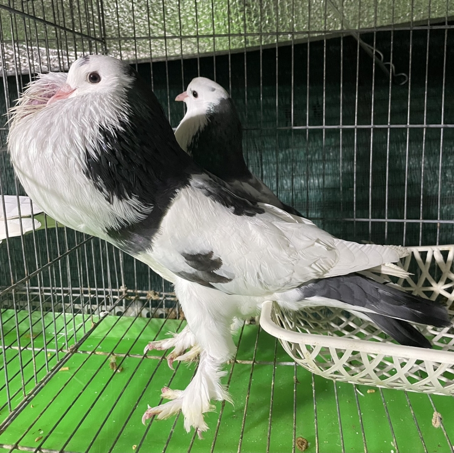 Thú chơi cảnh hái ra tiền, vừa thỏa mãn đam mê vừa làm nguồn thu kinh tế cho gia đình