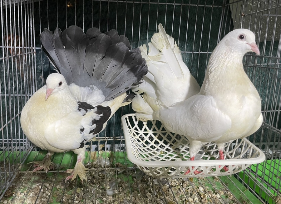 Bồ Câu Rẻ Quạt