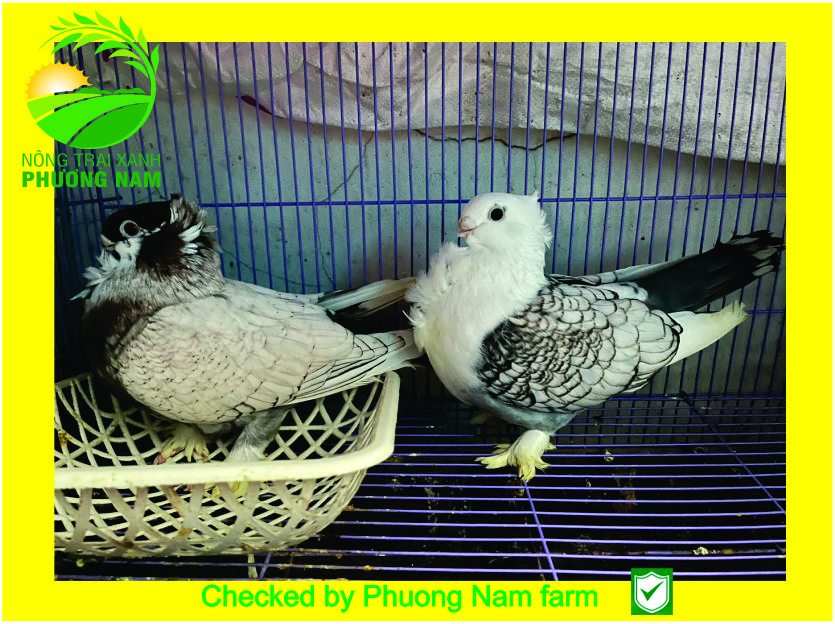 Thú chơi cảnh hái ra tiền, vừa thỏa mãn đam mê vừa làm nguồn thu kinh tế cho gia đình