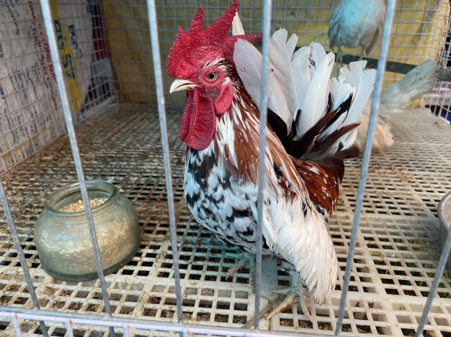 Kỹ thuật nuôi gà Serama