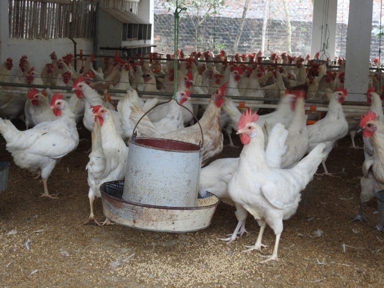 Gà Ai cập trắng  - Hậu bị sinh sản - Siêu đẻ trứng