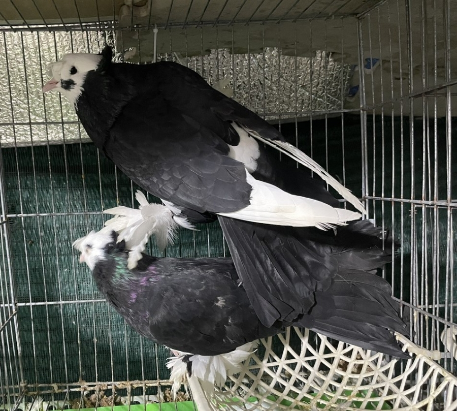 Bồ câu Bông cúc