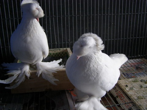 Bồ câu Bông cúc