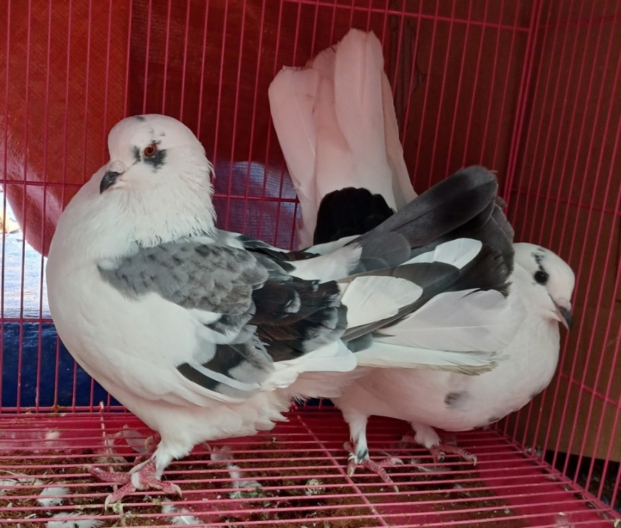 Bồ câu Ba Lan