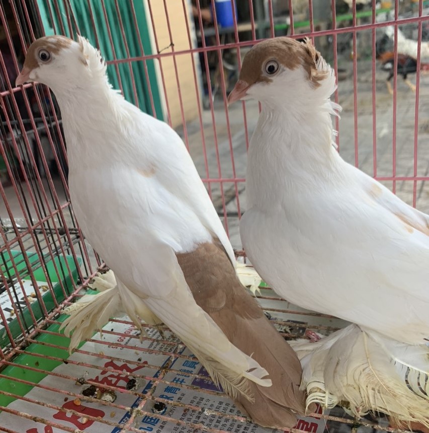 Bồ câu Hoàng Châu