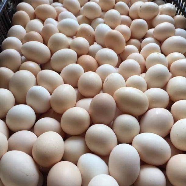 Kỹ thuật nuôi gà Ai Cập - Siêu đẻ trứng