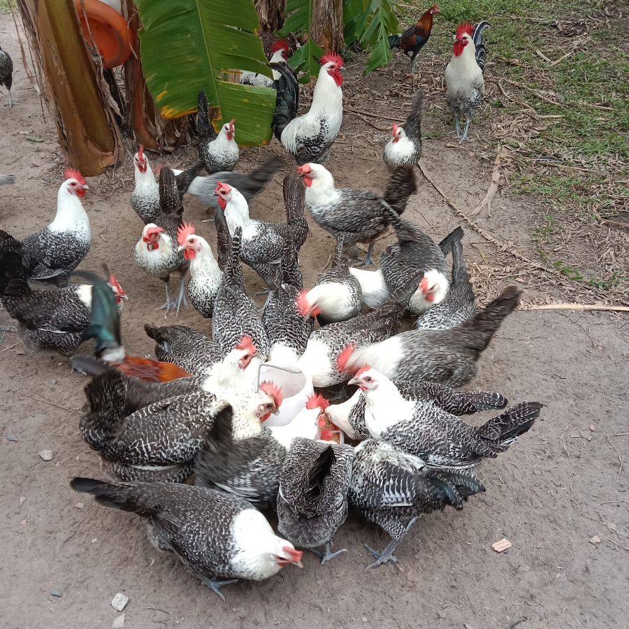 Gà ai cập giống