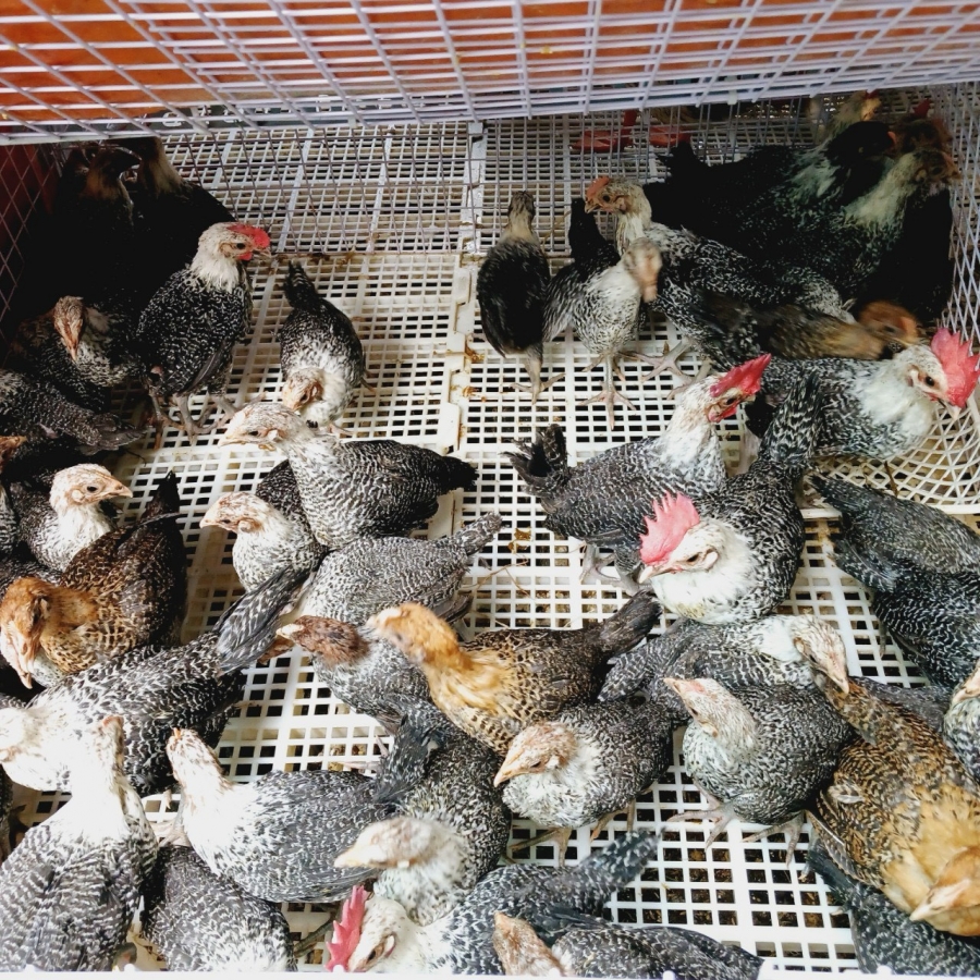 Gà ai cập giống