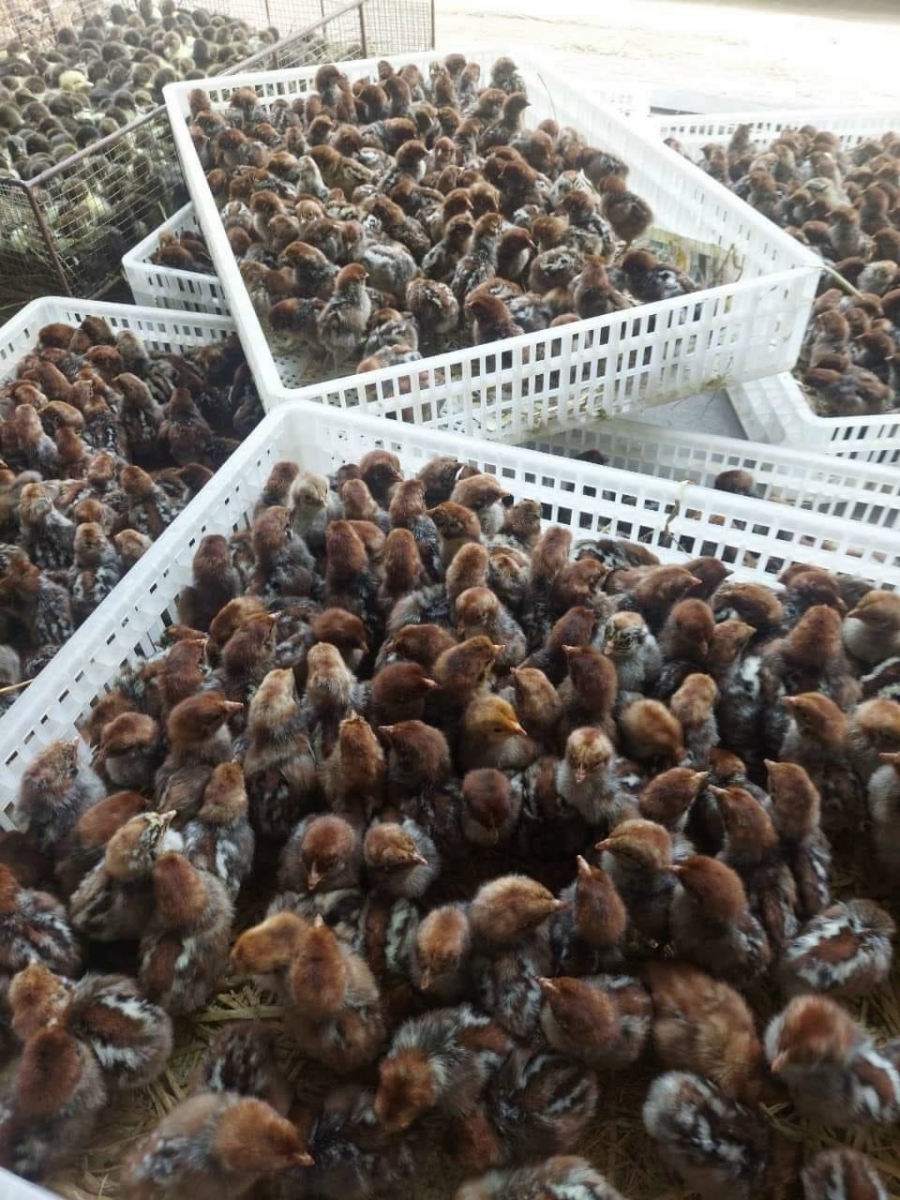 Gà ai cập giống