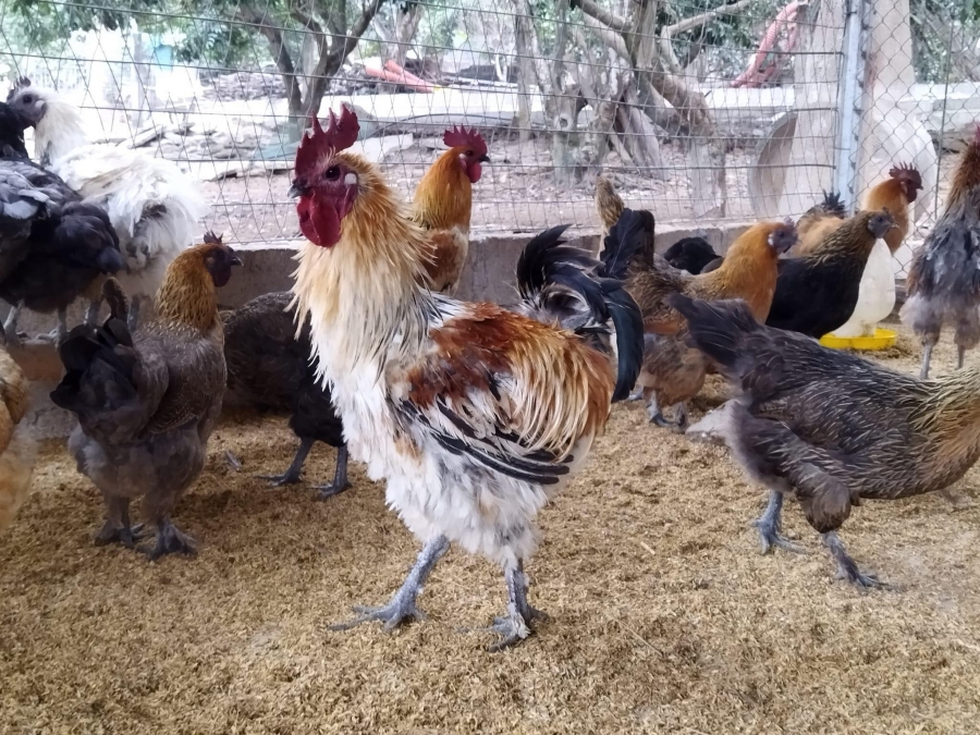 Tại sao giống gà H'Mông bản địa lại được nhiều Nông hộ chọn nuôi