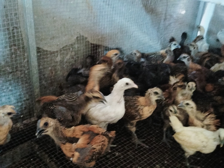 Tại sao giống gà H'Mông bản địa lại được nhiều Nông hộ chọn nuôi