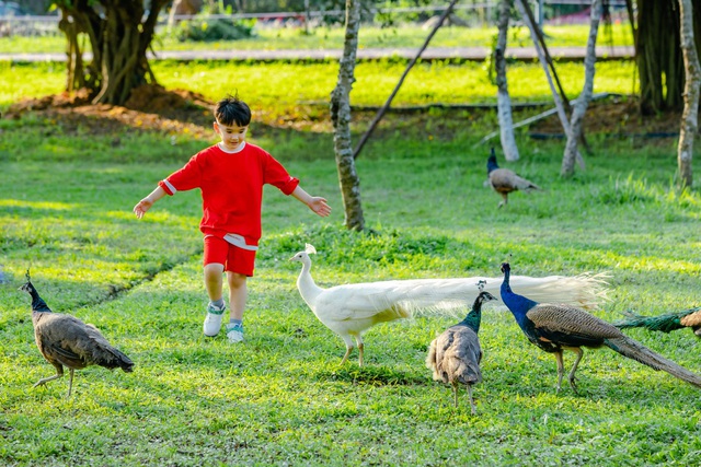 Kỹ thuật nuôi Chim Công - Nông Trại Xanh Phương Nam