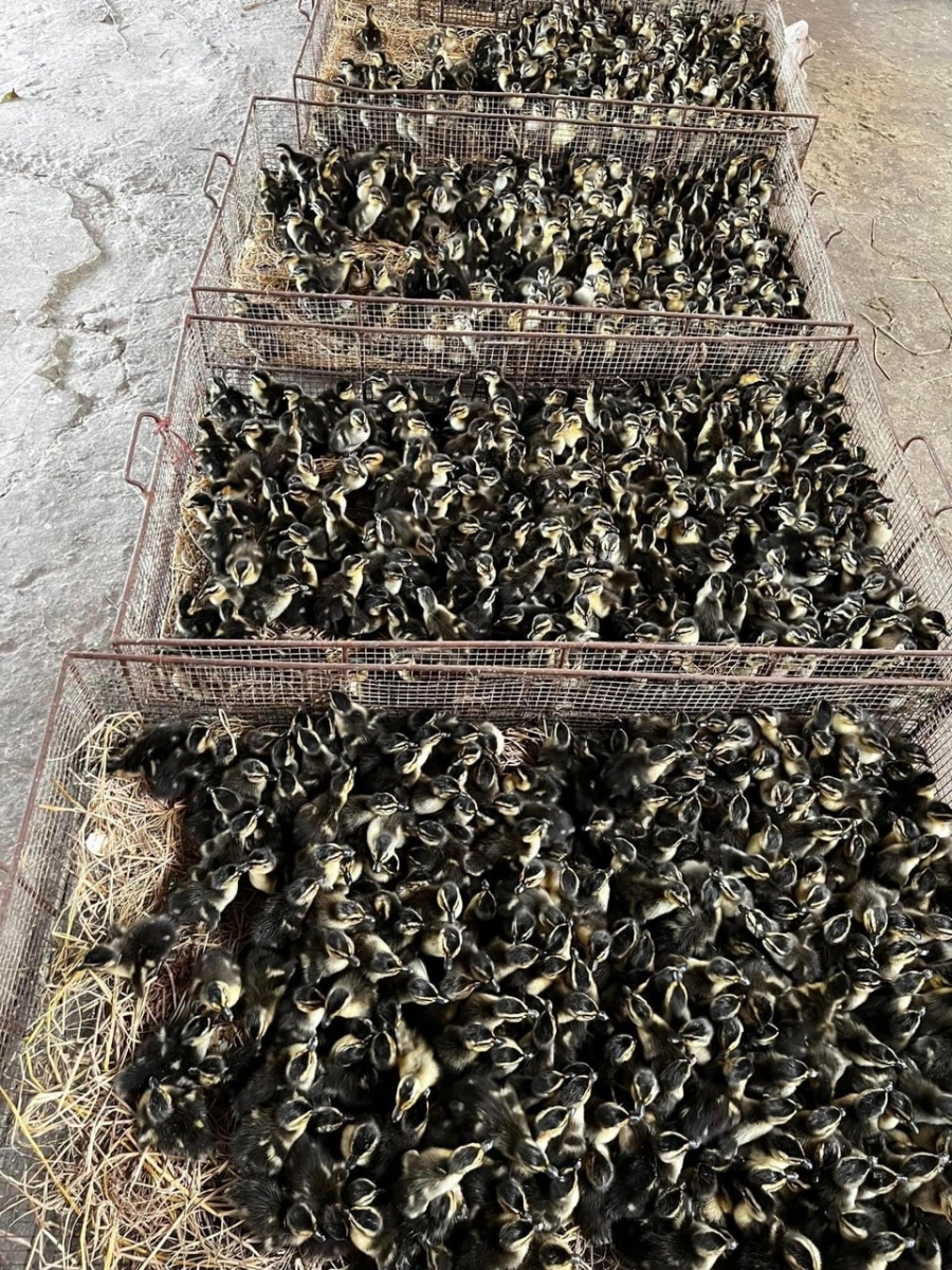 Vịt trời giống