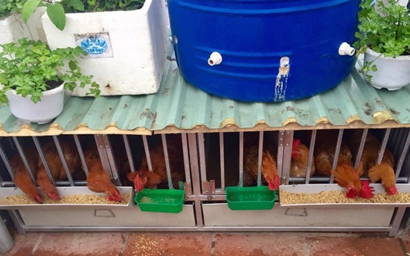Mô hình nuôi gà trên sân thượng kết hợp trồng rau sạch
