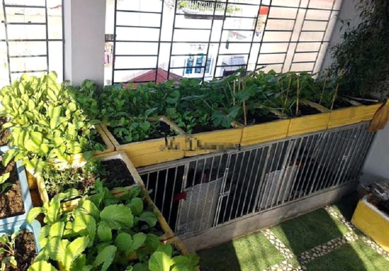 Mô hình nuôi gà trên sân thượng kết hợp trồng rau sạch