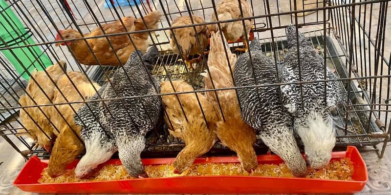 Mô hình nuôi gà trên sân thượng kết hợp trồng rau sạch