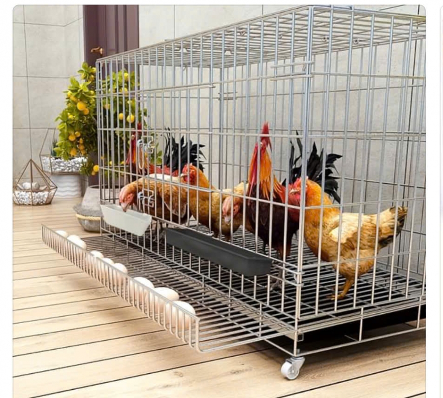 Mô hình nuôi gà trên sân thượng kết hợp trồng rau sạch