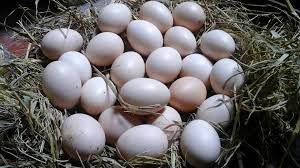 Gà Ai Cập Vằn siêu trứng - Cách chăm sóc