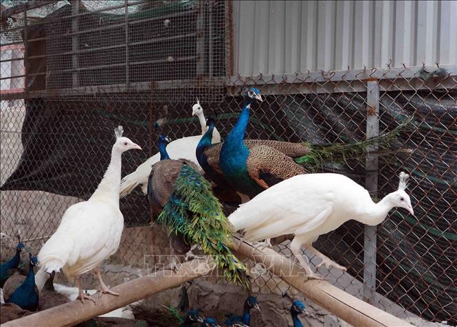 Chim Công - Điểm Nhấn Thu Hút Du Khách Tại Các Farm Du Lịch Sinh Thái