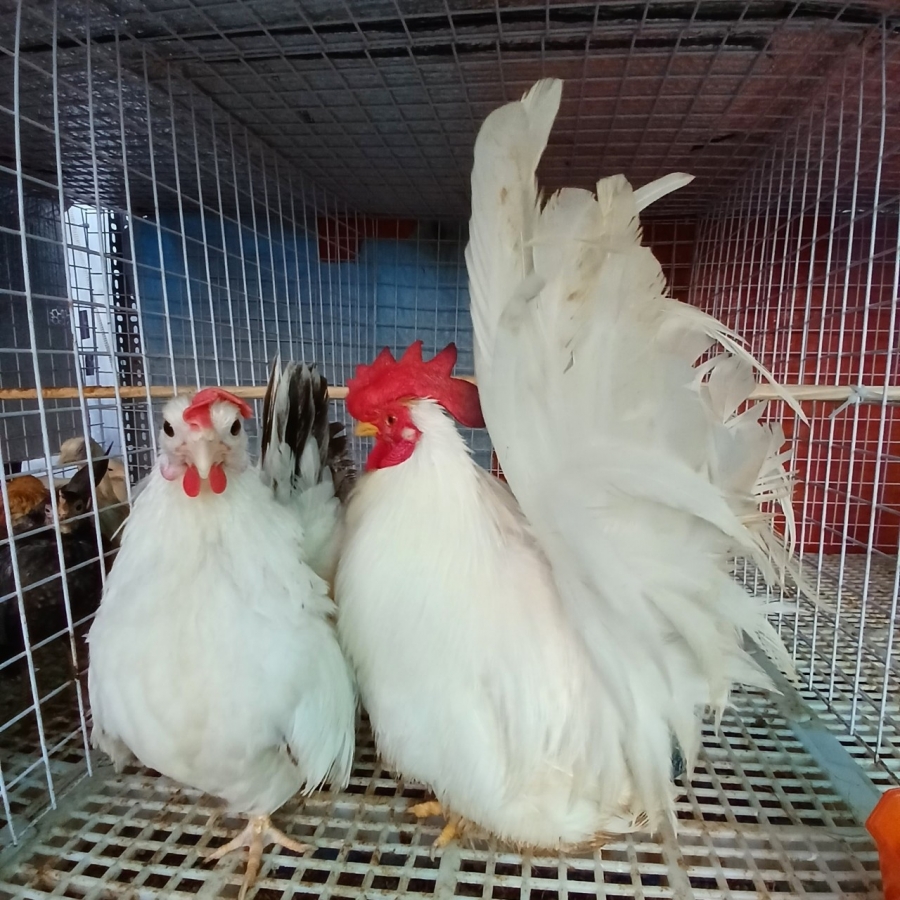 Độc đáo nuôi kiểng - Gà tre Thái